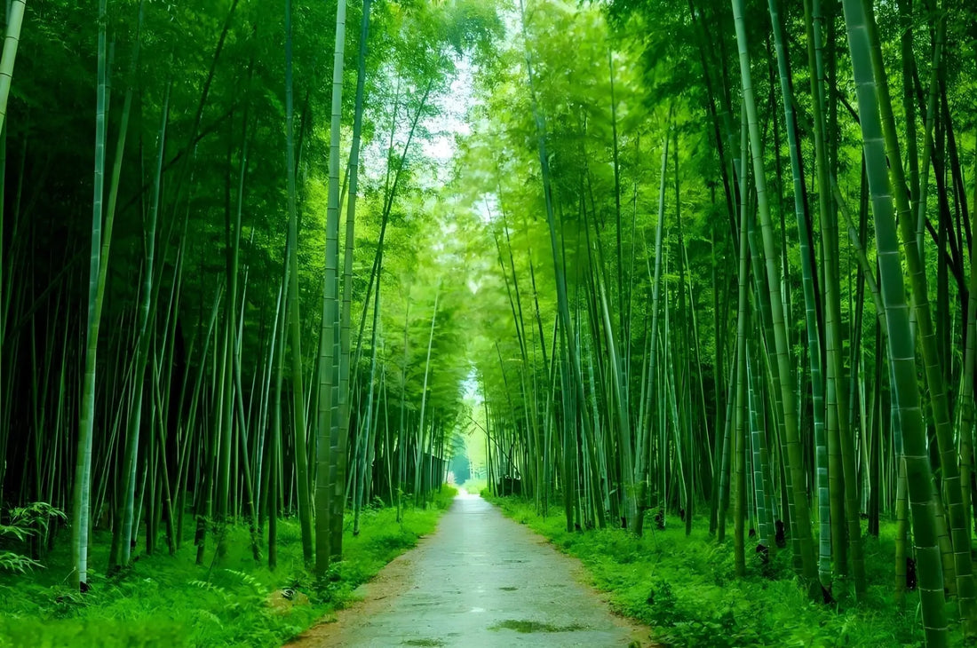 Bamboo vs. Plastic: Why Bamboo is the Better Choice for the Planet image