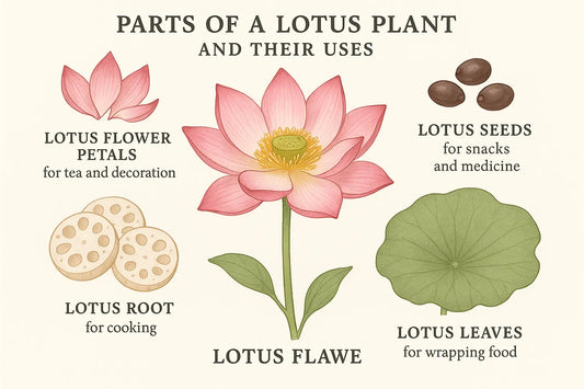 How to Use Every Part of the Lotus: Flower, Root, Seed, and Leaf Image