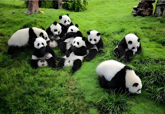 Pandas 101: Fascinating Facts About the World’s Favorite Bear - STAR8S