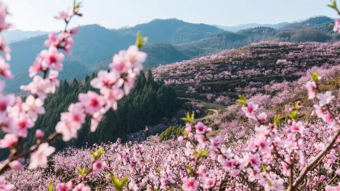 Peach Blossoms in China: A Symbol of Love, Renewal, and Good Fortune