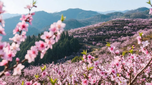 Peach Blossoms in China: A Symbol of Love, Renewal, and Good Fortune