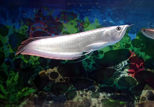 Silver Arowana: The Ultimate Symbol of Luck and Elegance in Aquarium Fish - STAR8S