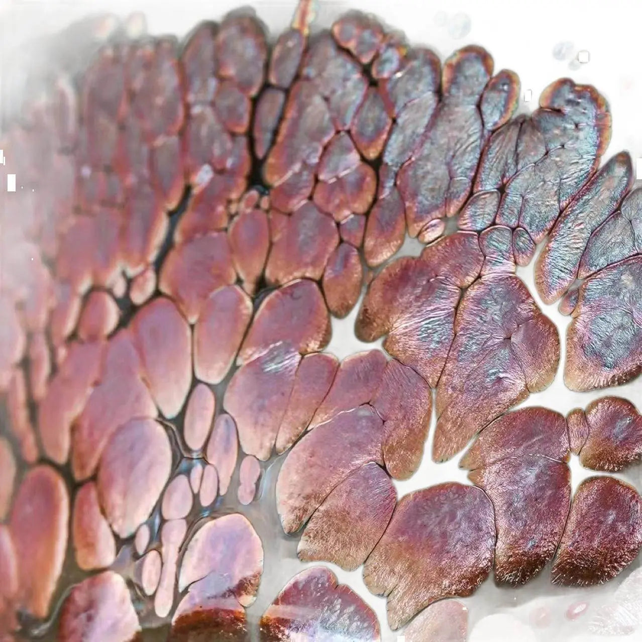 jianzhan tea cups – raw ore glaze iron body, tea ceremony stress relief & connoisseur prestige - star8s